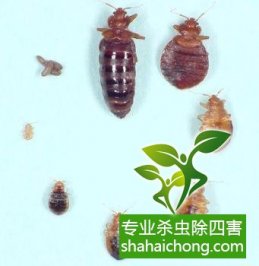 深圳專業(yè)除四害哪家好